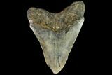 Fossil Megalodon Tooth - North Carolina #109848-2